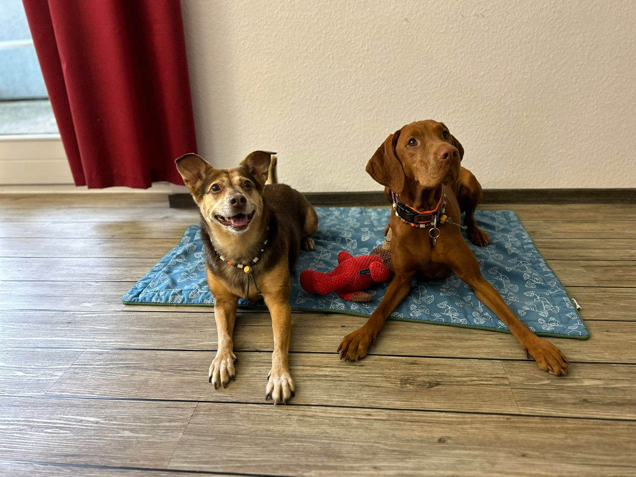 zwei Bürohunde auf einer blauen Decke